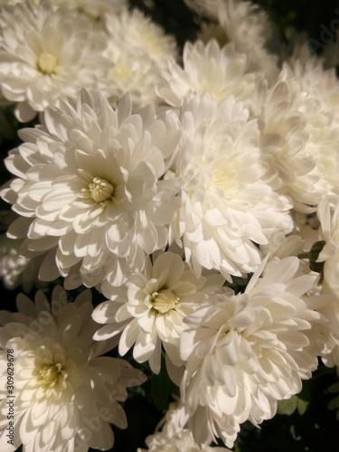 White chrysanthemums at the cottage in autumn under the sun