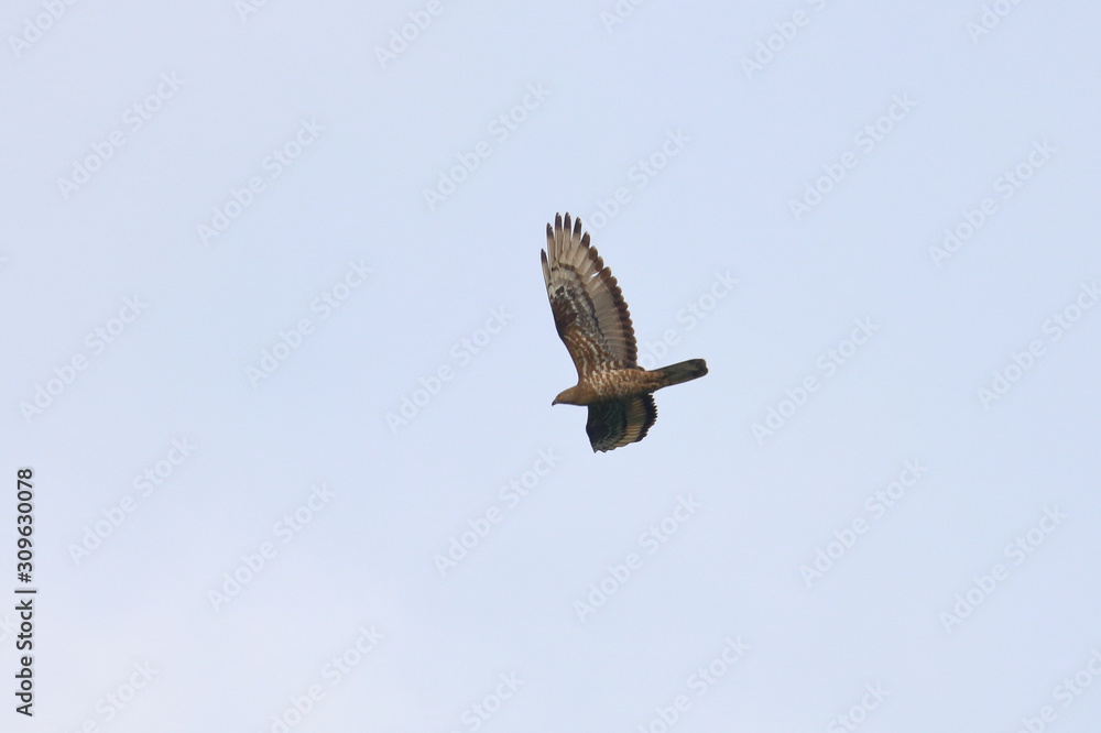 Fototapeta premium honey buzzard