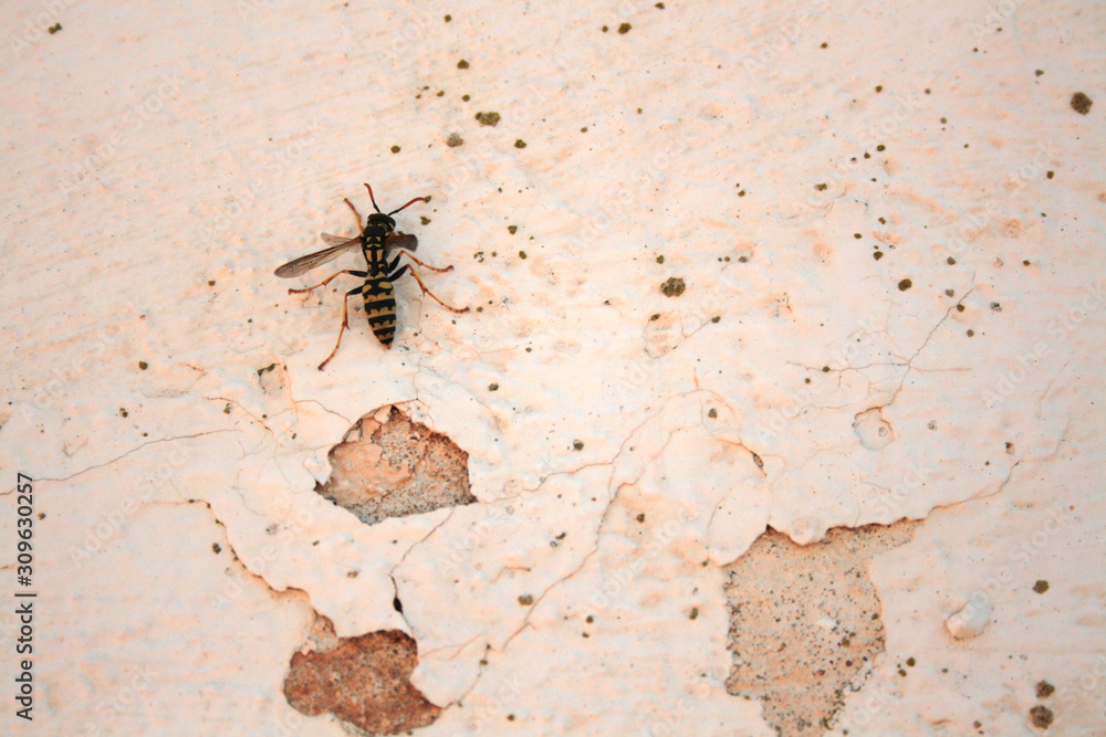 WASP ON THE WALL TEXTURE WASP ON THE WALL TEXTURE