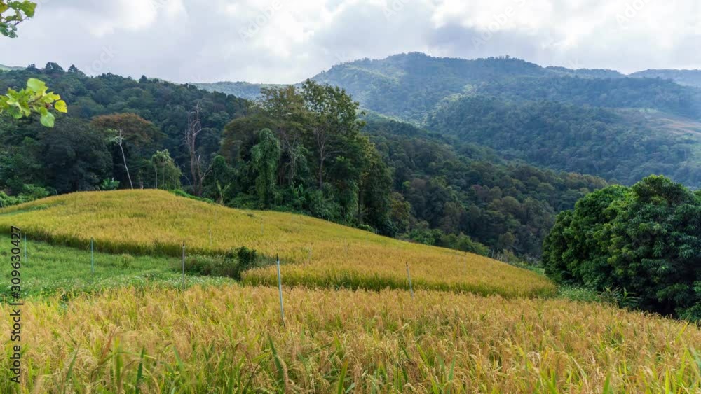 Time lapse: Green fields when the sun rises and there is sunshine Time lapse: Green fields when the sun rises and there is sunshine