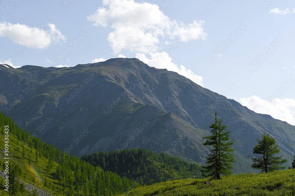 Pine forest on background of mountain peaks. Tourism in mountain valley
