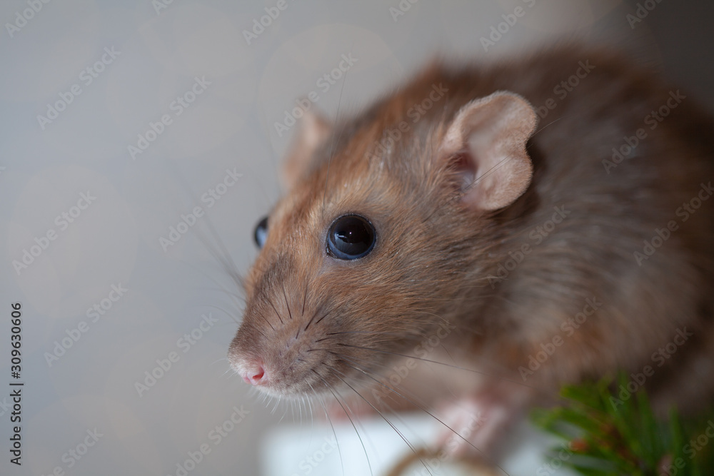 Cute brown rat close up. Symbol of the new year 2020. Cute brown rat close up. Symbol of the new year 2020.