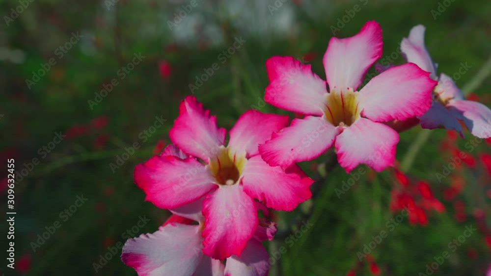 Pink flower blooming in garden. Pink flower blooming in garden.