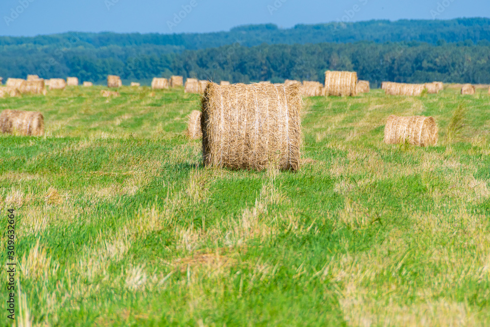 dry hay rolls in a rural field on a summer day, harvesting, preparation of fodder for livestock
