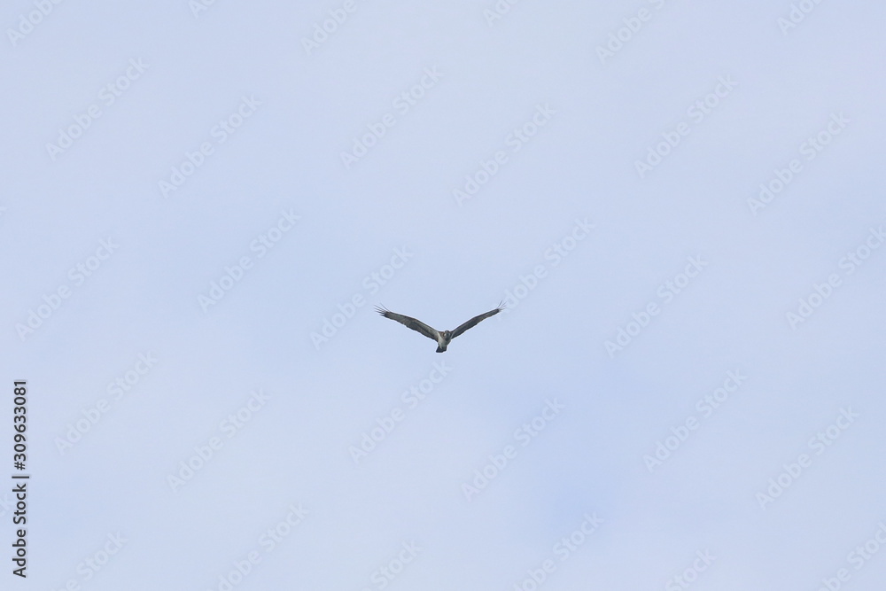 Obraz premium raptor