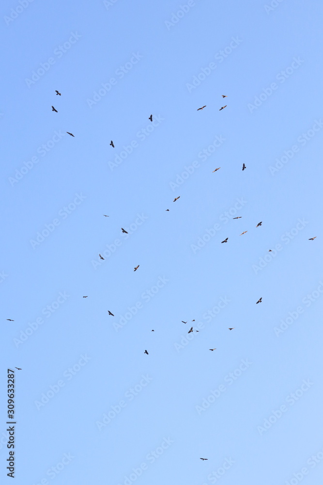 bird migration