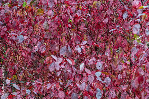 red cherry leaves in autumn forest