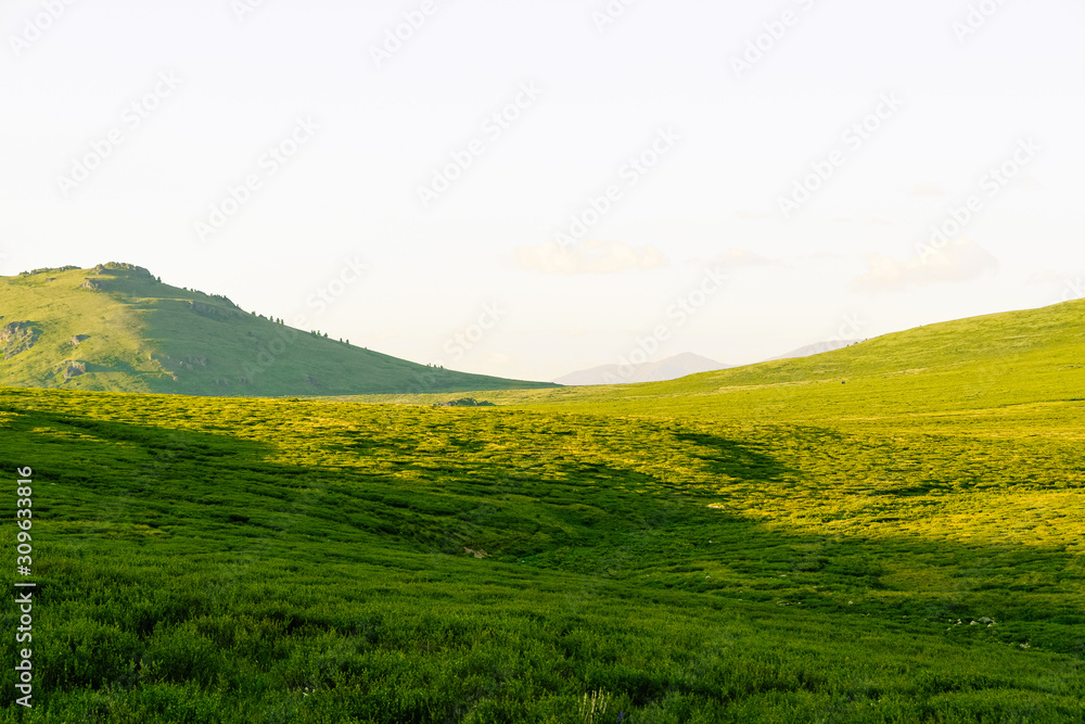 gentle hills, green meadow under sky. Agricultural pasture for cattle