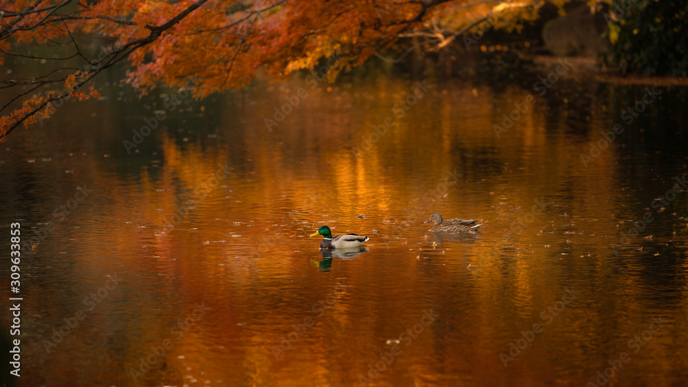 Fototapeta premium 秋色