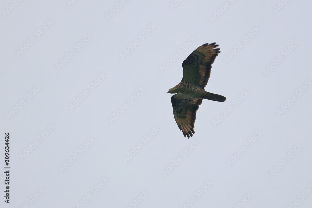 Obraz premium honey buzzard