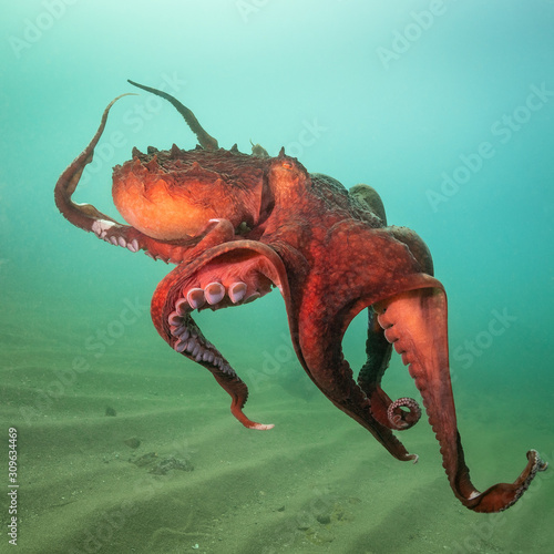 giant octopus dofleini in the water column