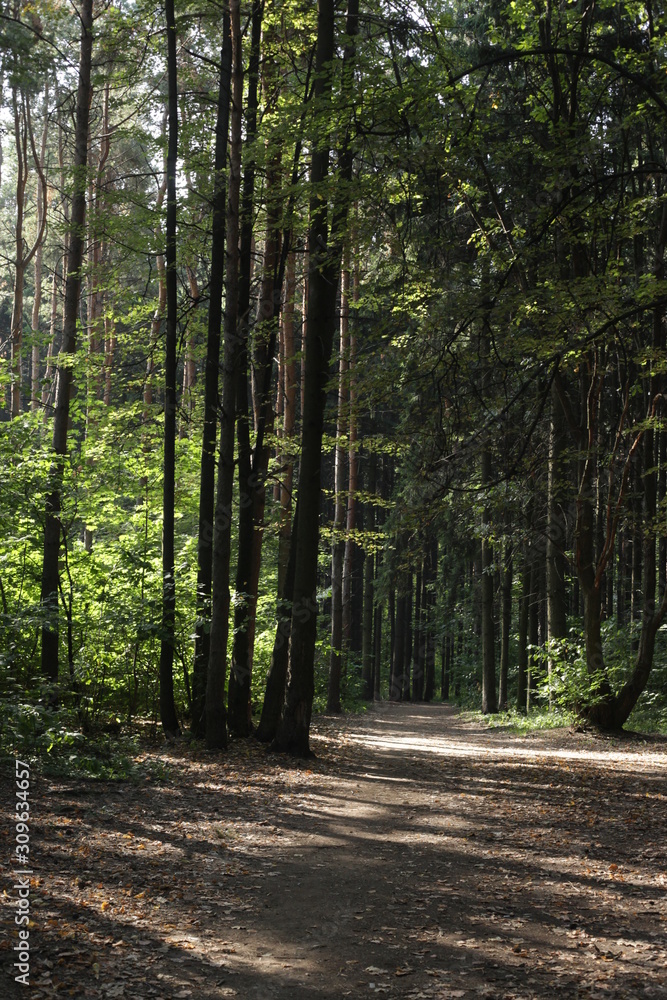 Obraz premium path in forest