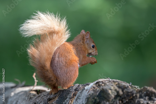 Red Squirrel on Tree