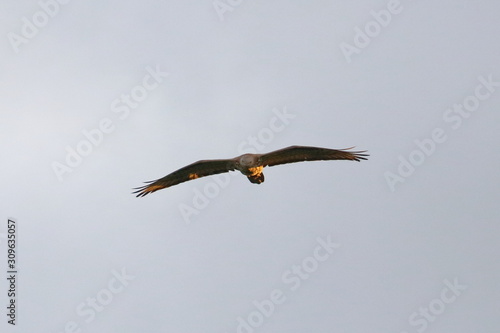 honey buzzard