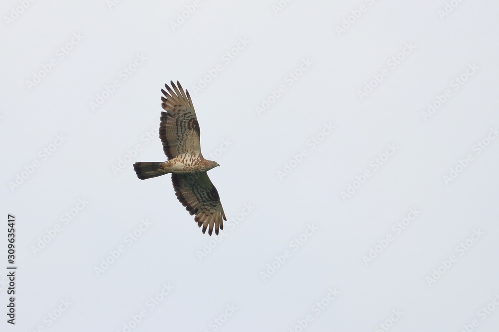 Fototapeta premium black kite