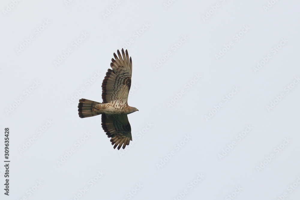 Obraz premium black kite