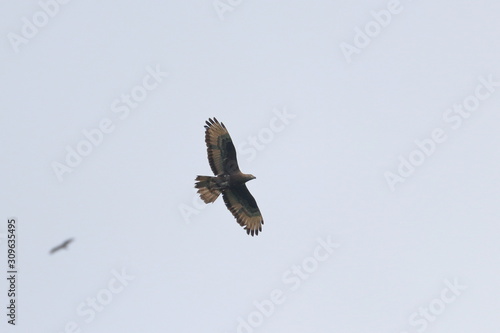 honey buzzard