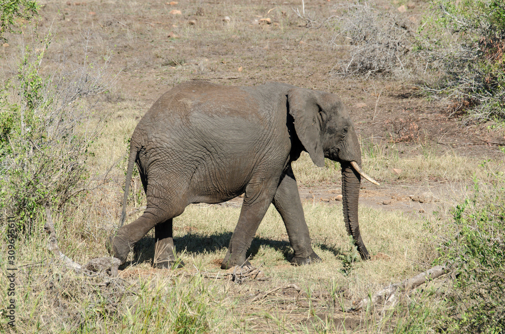 Eléphant d'Afrique, jeune, Loxodonta africana, Parc national Kruger, Afrique du Sud