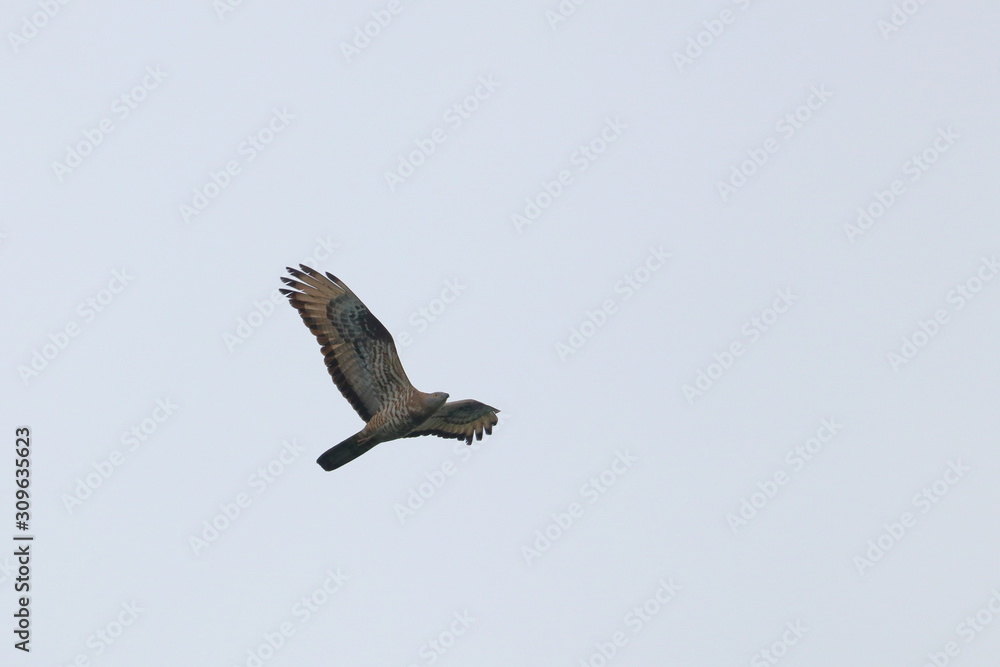 Obraz premium black kite