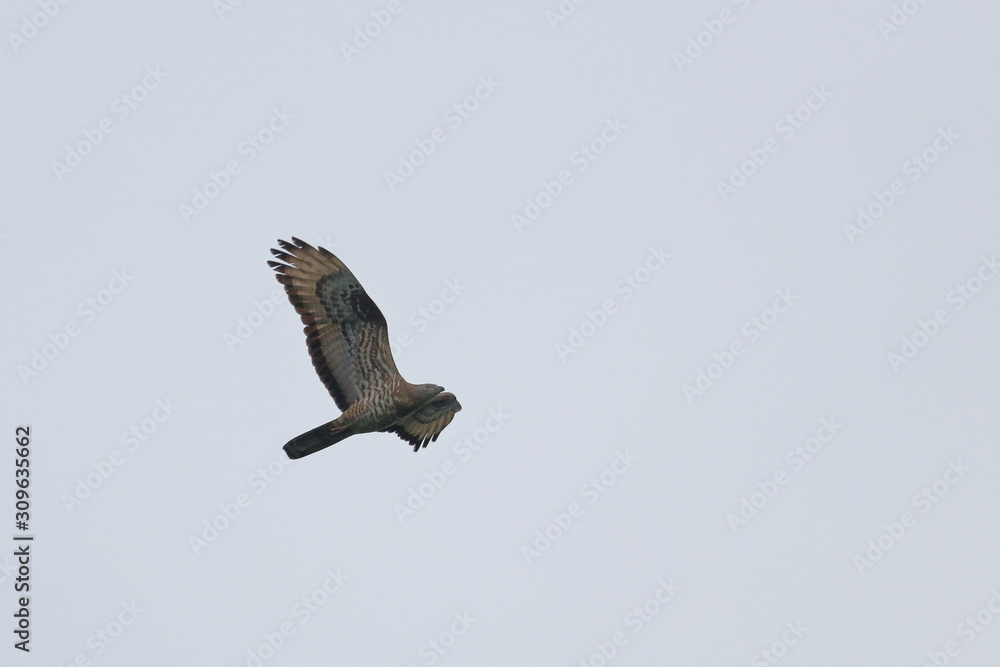 honey buzzard