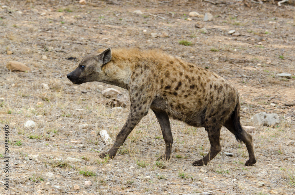 Hyène tachetée, jeune, Crocuta crocuta, Afrique du Sud Hyène tachetée, jeune, Crocuta crocuta, Afrique du Sud