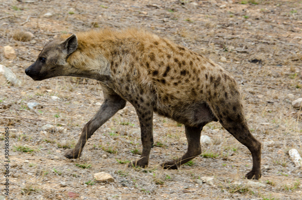 Hyène tachetée, jeune, Crocuta crocuta, Afrique du Sud Hyène tachetée, jeune, Crocuta crocuta, Afrique du Sud