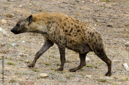 Hyène tachetée, jeune, Crocuta crocuta, Afrique du Sud