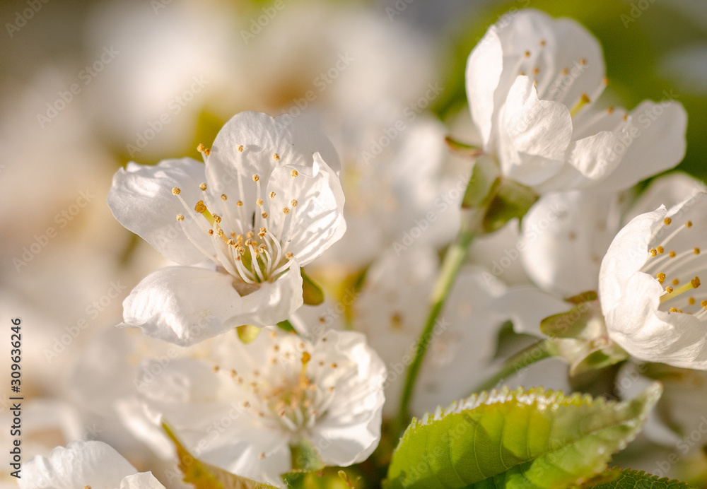 Fototapeta premium Kirschblüte