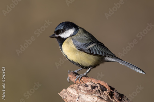 Great Tit Perched