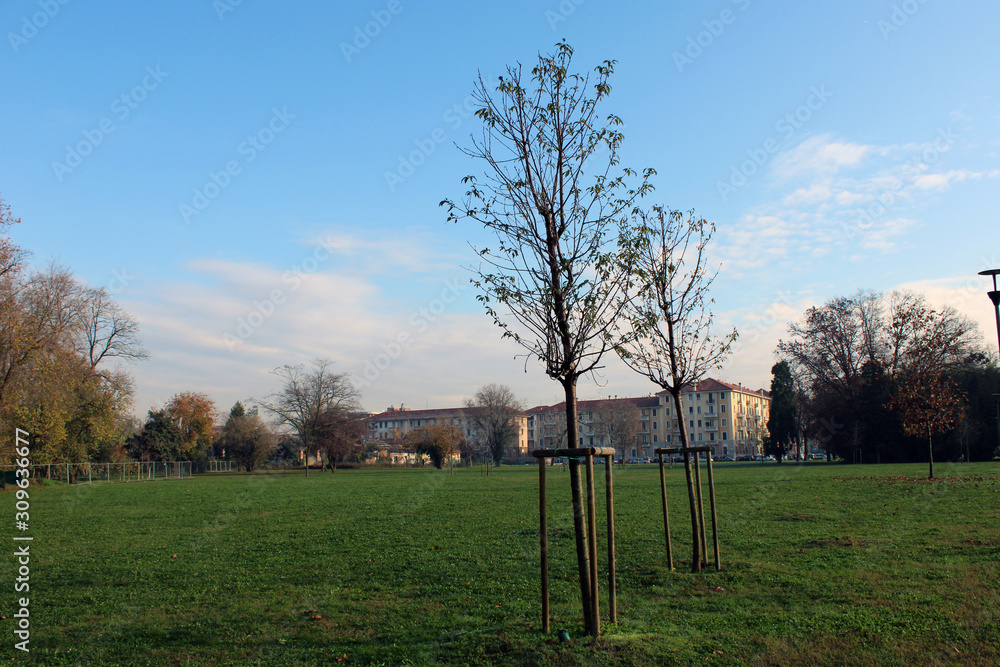 Betulle in crescita nel prato cittadino con case e cielo Betulle in crescita nel prato cittadino con case e cielo