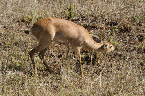Fototapeta Naklejka Na Ścianę i Meble -  Steinbock, Raphicerus campestris, Parc national Kruger, Afrique du Sud