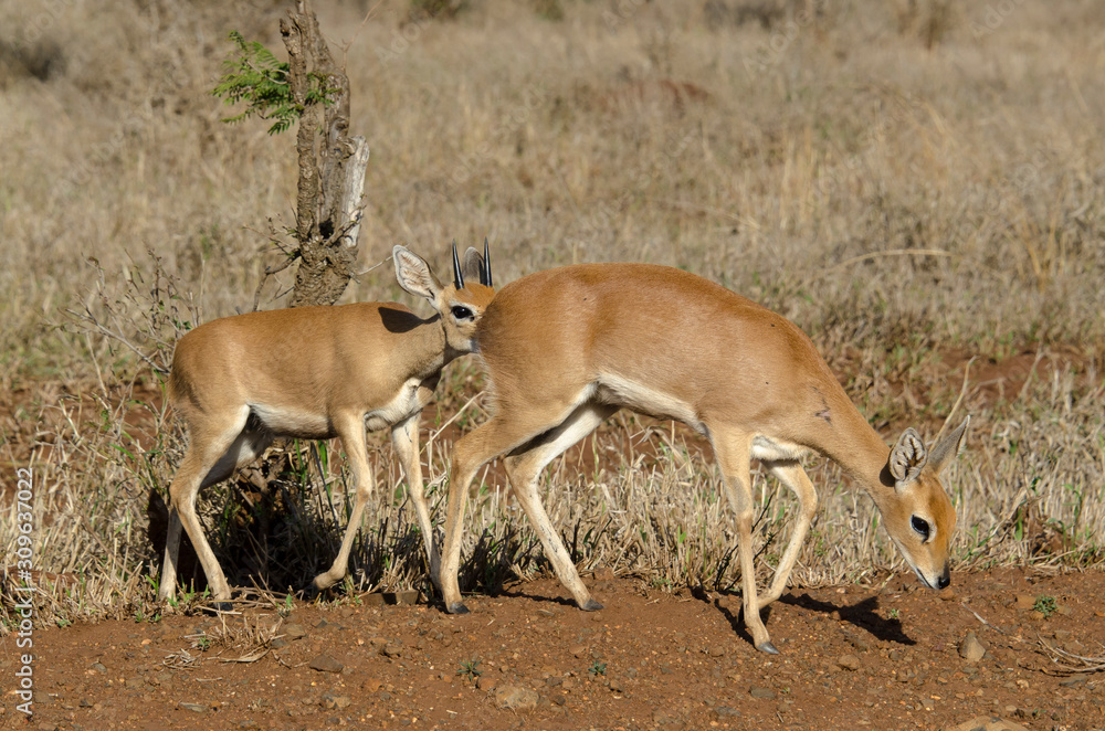 Obraz premium Steinbock, Raphicerus campestris, Parc national Kruger, Afrique du Sud
