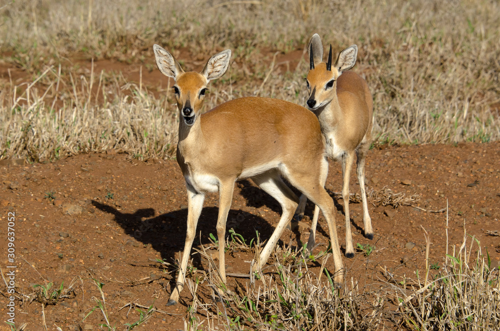 Steinbock, Raphicerus campestris, Parc national Kruger, Afrique du Sud Steinbock, Raphicerus campestris, Parc national Kruger, Afrique du Sud