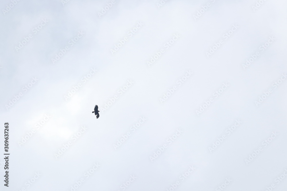 greater spotted eagle greater spotted eagle