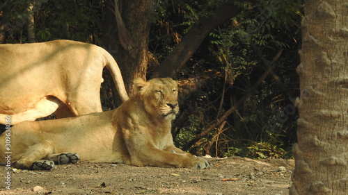 Photography lion looking regal standing, closeup photography of wild animal lion, Strong Looking Wild East African Lion, the jungle king in Nature,Lion king isolated with closeup
