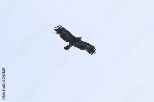 steppe eagle