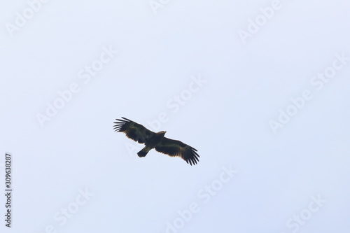 steppe eagle