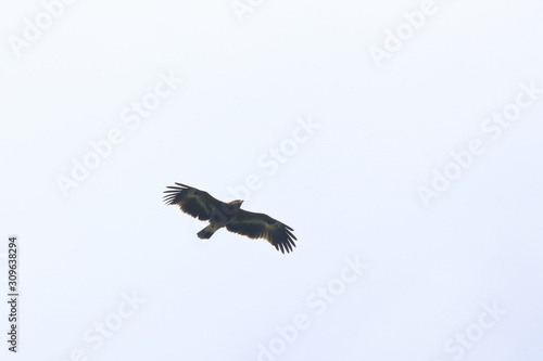 steppe eagle © Thomas
