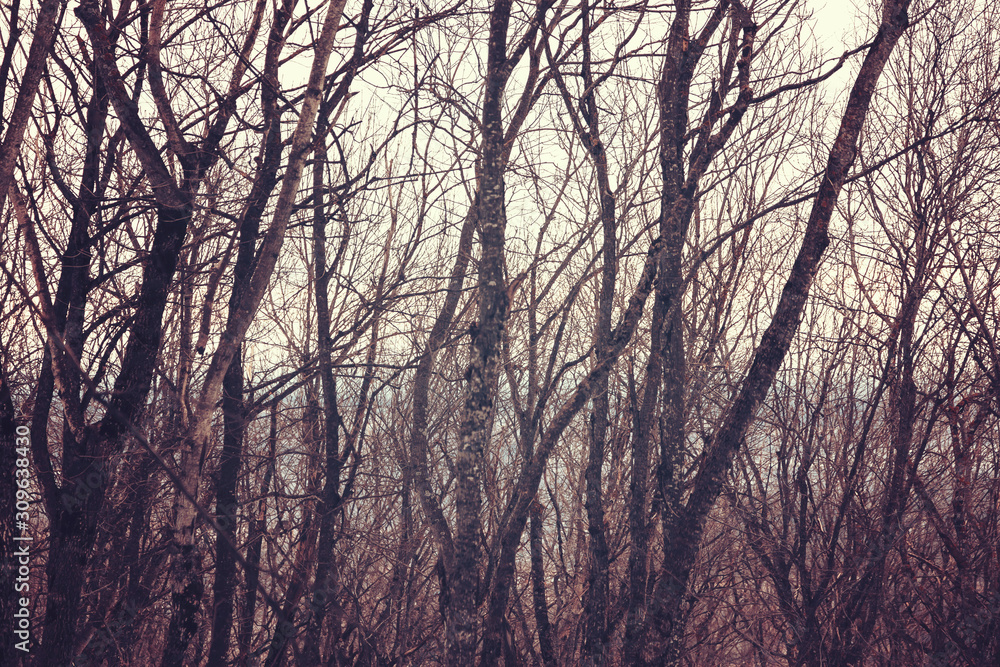 bare trees in forest. abstract background bare trees in forest. abstract background