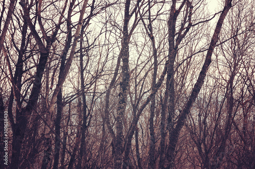 bare trees in forest. abstract background