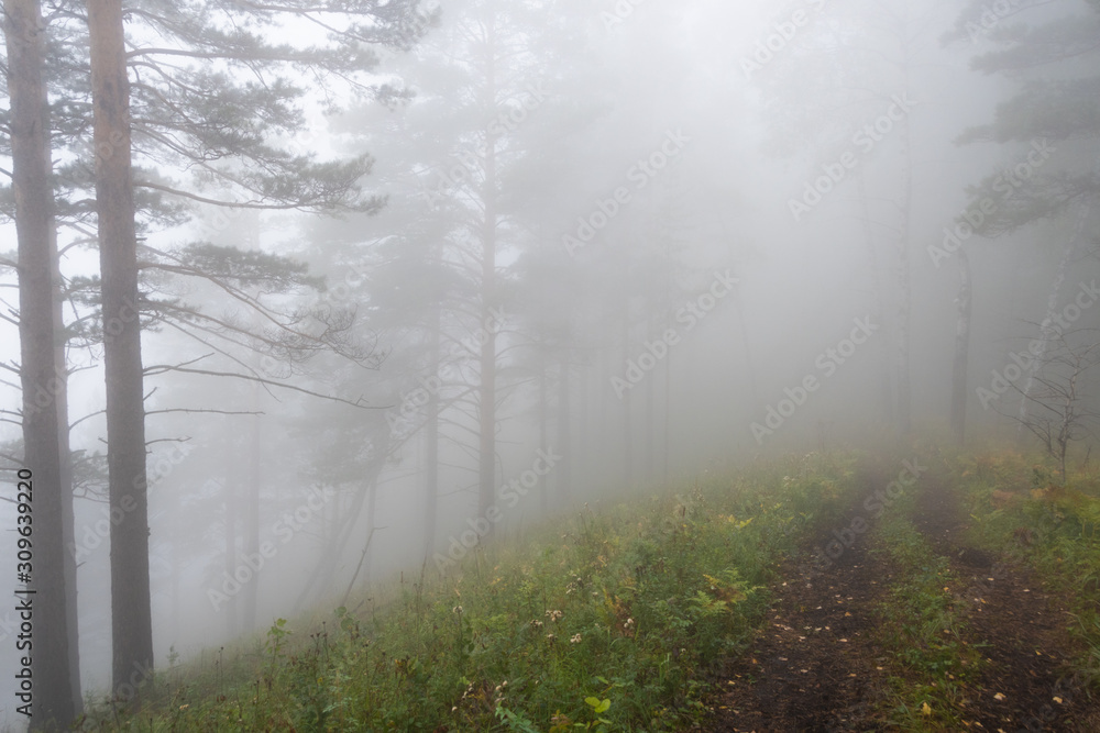 Obraz premium early morning in summer forest, dirt road in mystical fog, haze in branches of trees