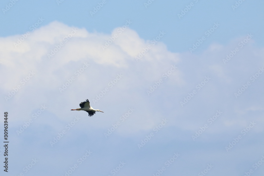 Fototapeta premium white stork