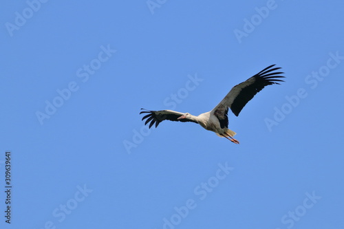 white stork © Thomas