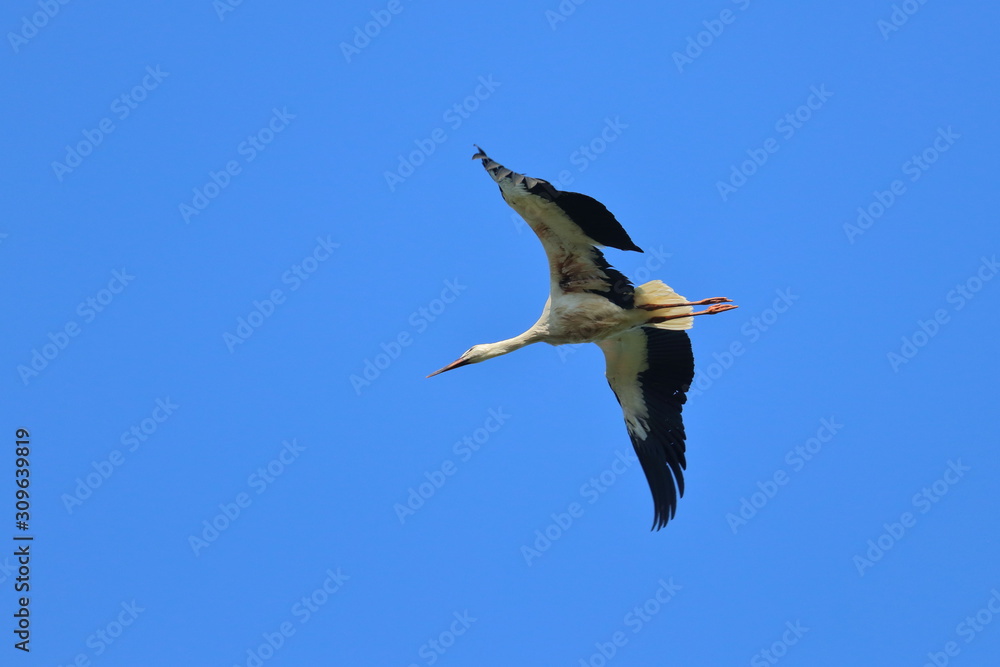 Fototapeta premium white stork