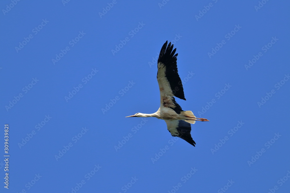Obraz premium white stork