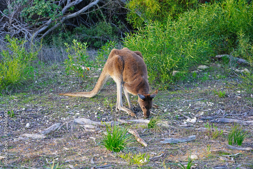 Wild kangaroo on the side of the road in Western Australia