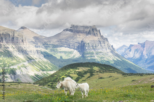 Mountain Goats at Logan Pass