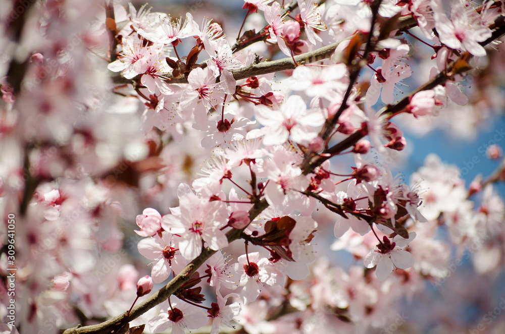 Bright pale pink spring flowers. branch of blossoming apple tree or cherry with white and light flowers against blue sky. Summer natural backdrop. Botanical bloom concept. Copy Space. Selective focus. Bright pale pink spring flowers. branch of blossoming apple tree or cherry with white and light flowers against blue sky. Summer natural backdrop. Botanical bloom concept. Copy Space. Selective focus.