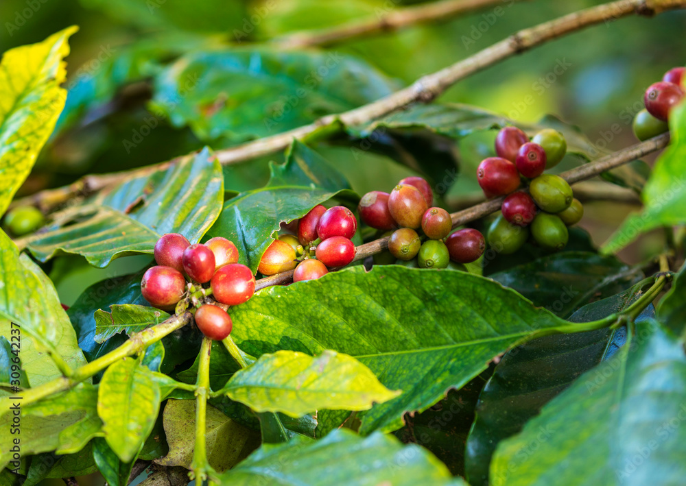 Clusters of ripe coffee beans growing in plant Tamil Nadu. Clusters of ripe coffee beans growing in plant Tamil Nadu.