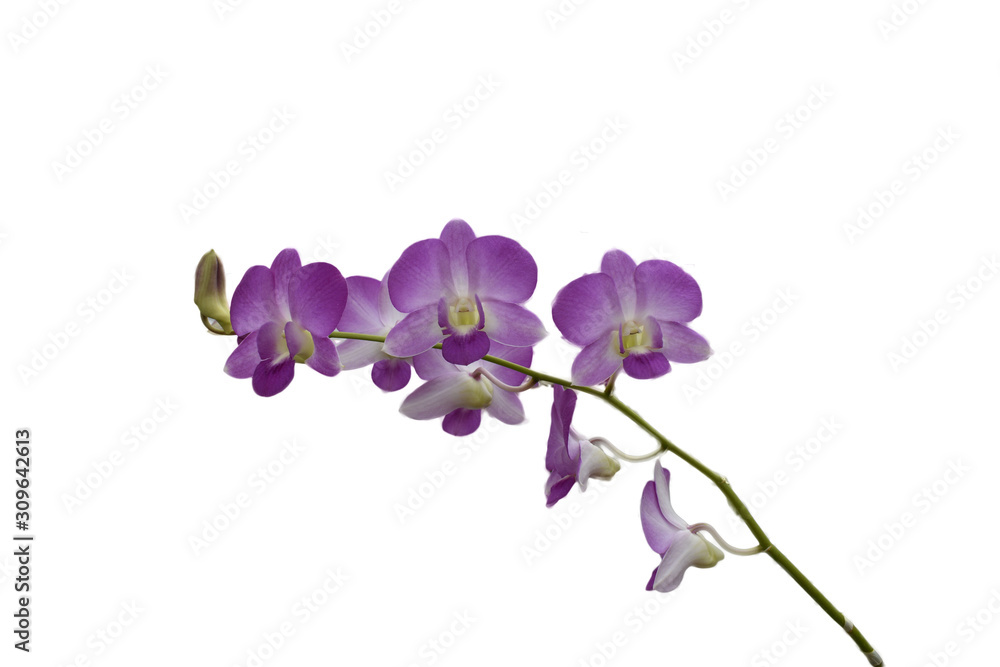 Obraz premium Branch blooming light purple flowers isolated on a white background.
